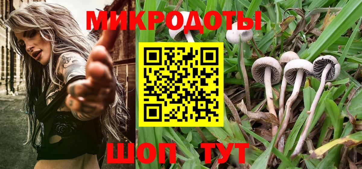 где купить наркоту  Галлюциногенные грибы Psilocybe  Заречный  Вход с VPN  Псилоцибиновые грибы прущие грибы 